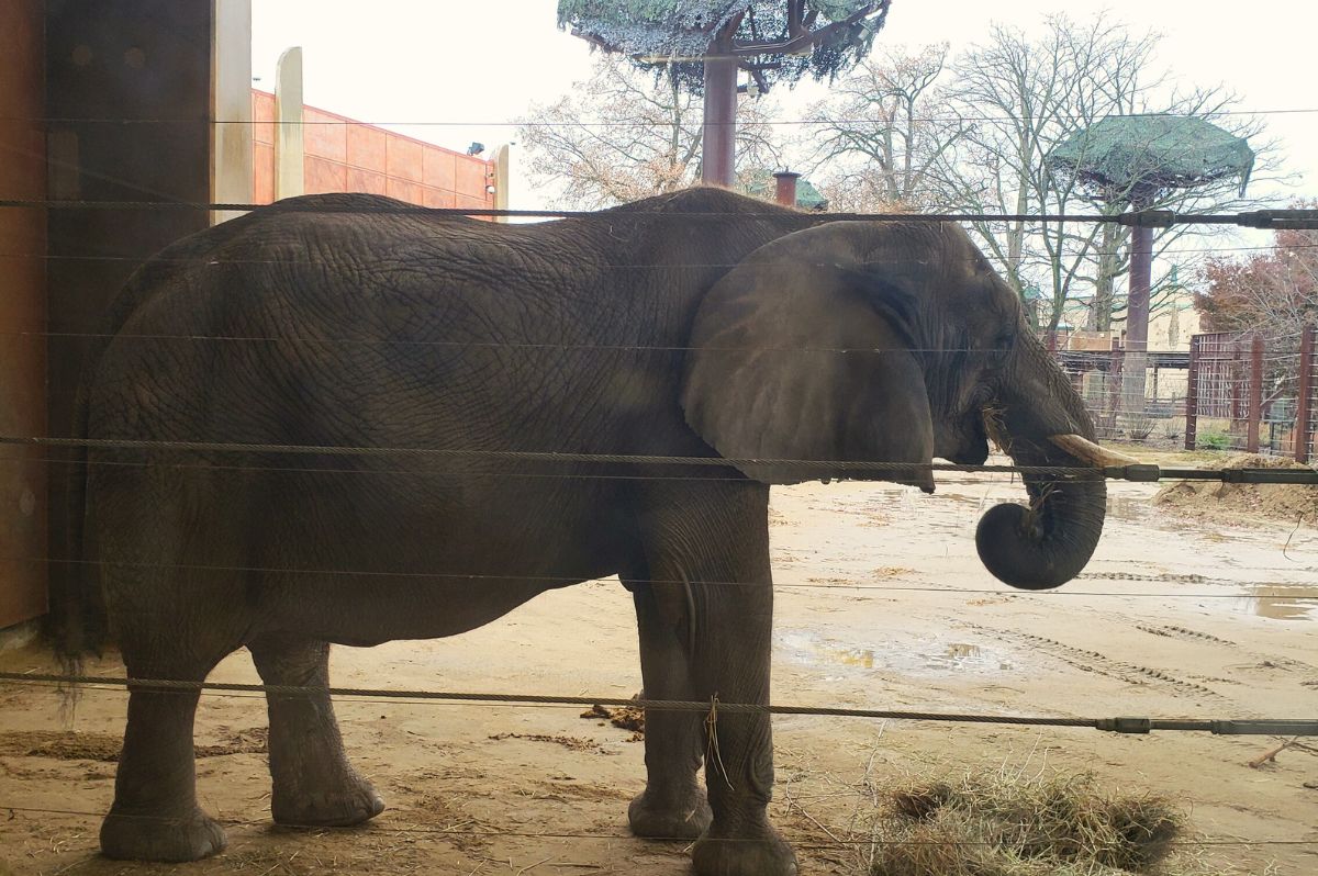 elephant standing outside at Toledo zoo