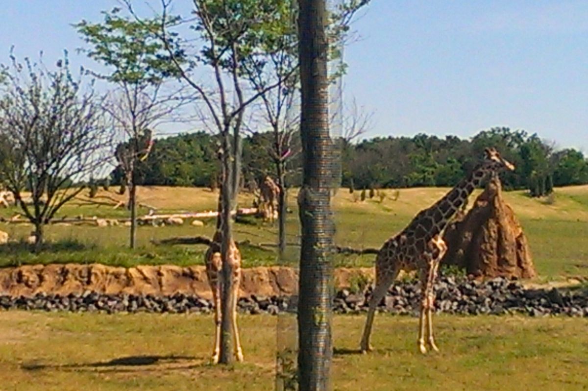 giraffes outside at Columbus Zoo