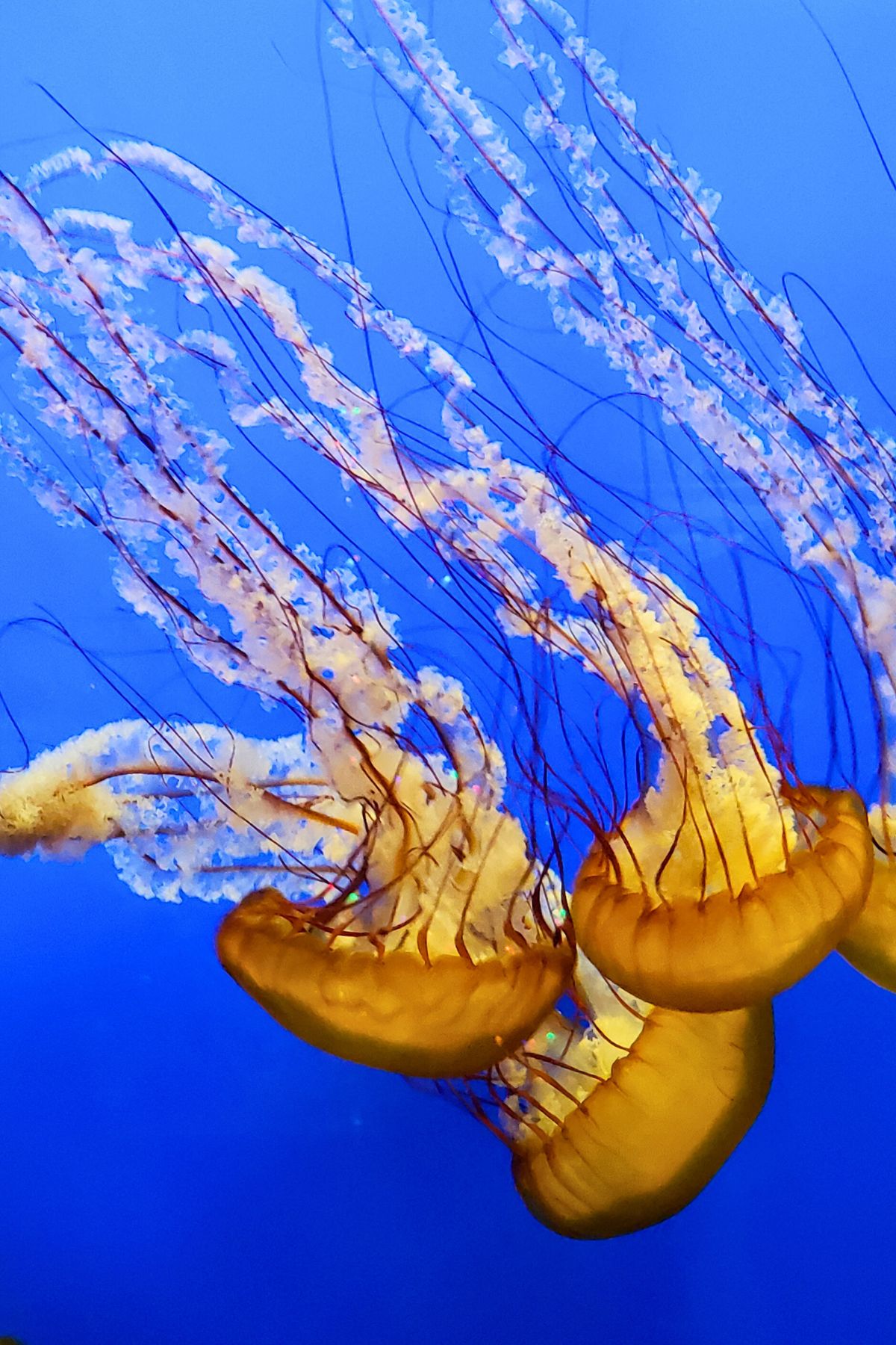 live Yellow jelly fish in water at Toledo zoo