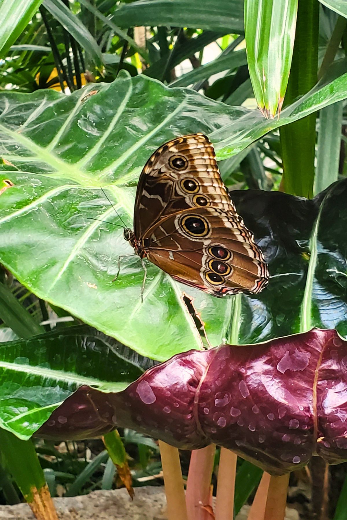 brown and tan butterfly on a plant leaf