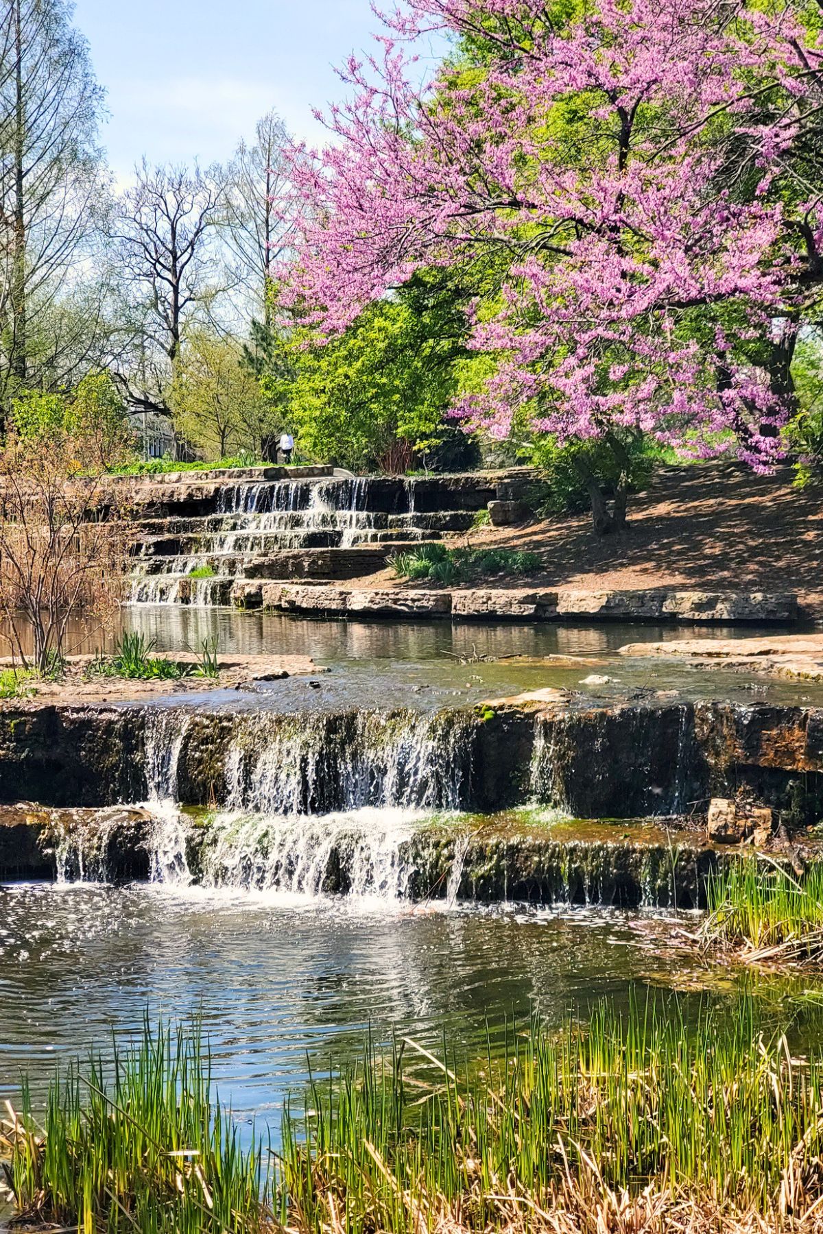 water cascades and purple flower tree outside at Franklin Park