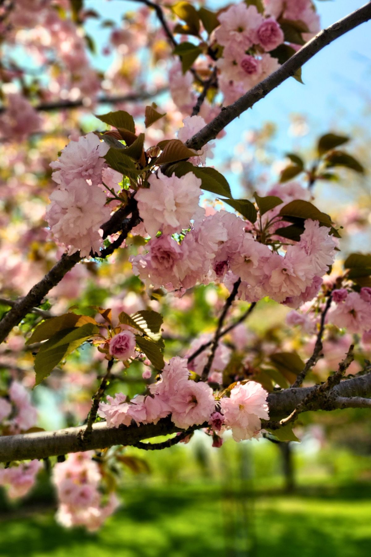 up close of cherry blossom flower in full bloom