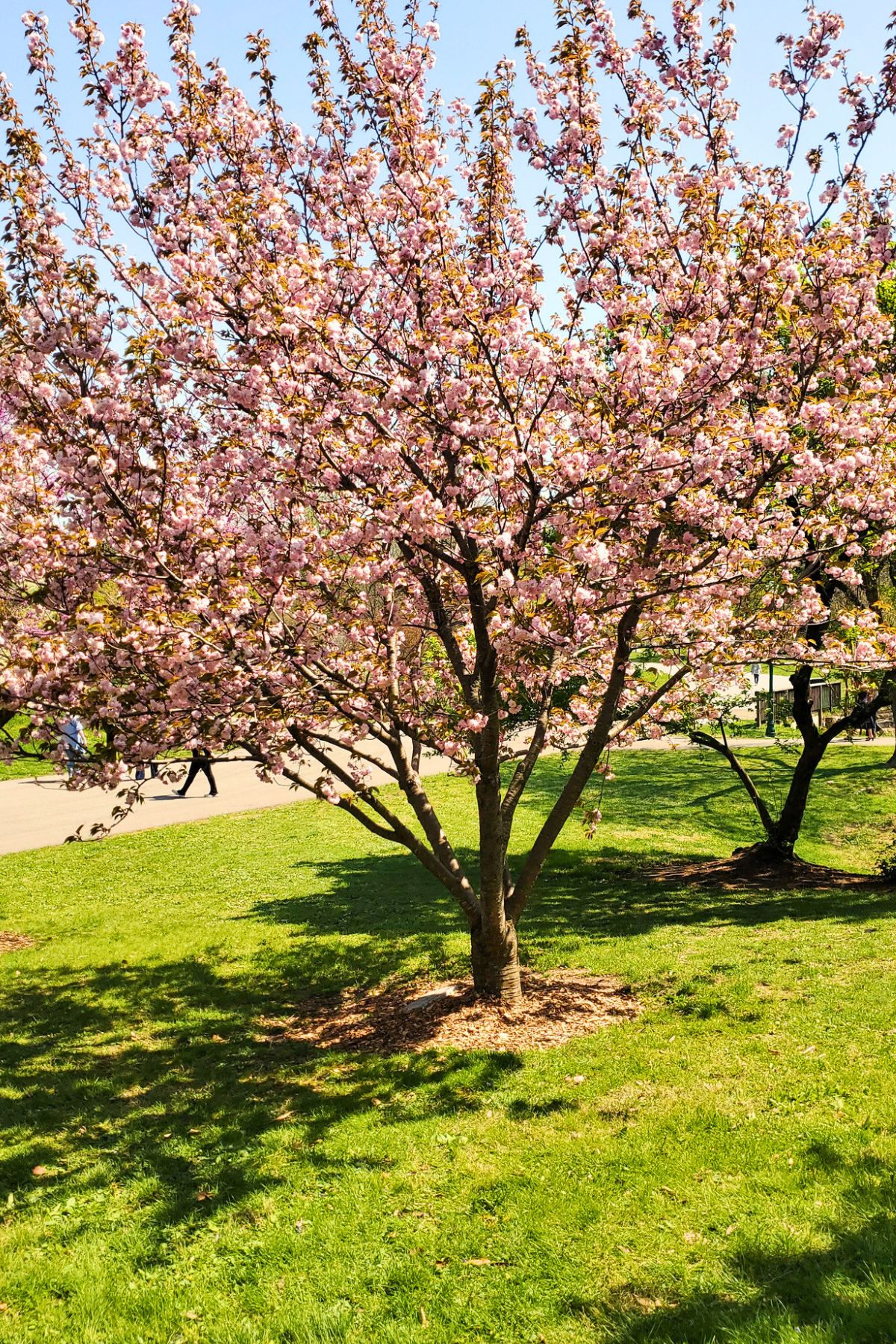 cherry blossom tree in full bloom outside