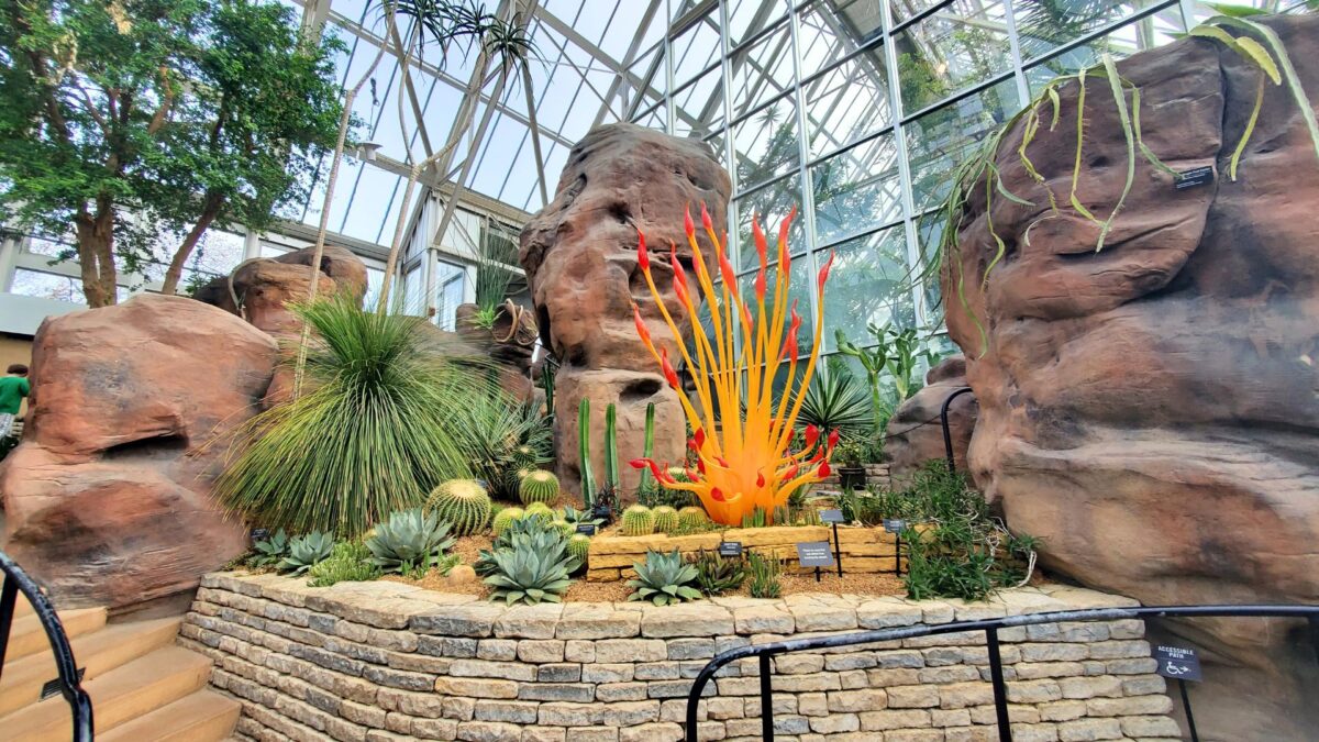 desert biome with live cactus and red and yellow cactus glass sculpture