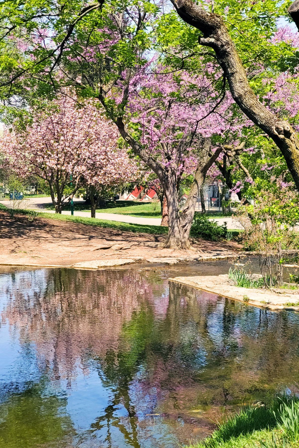 pond surrounded by cherry blossom and purple flower tree