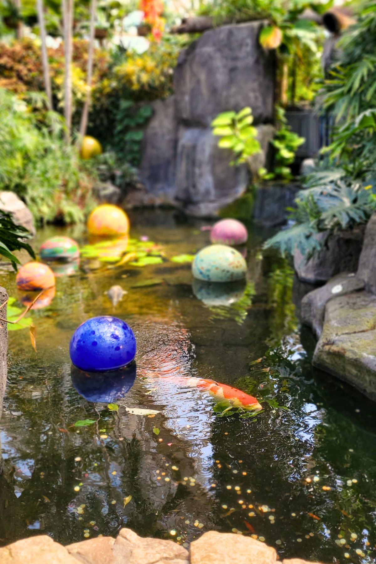 koi pond with koi fish swimming