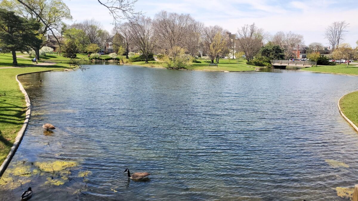 pond with ducks at Franklin Park