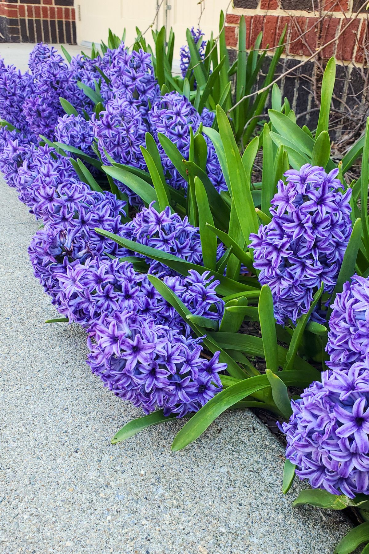 purple flowers full bloom outside