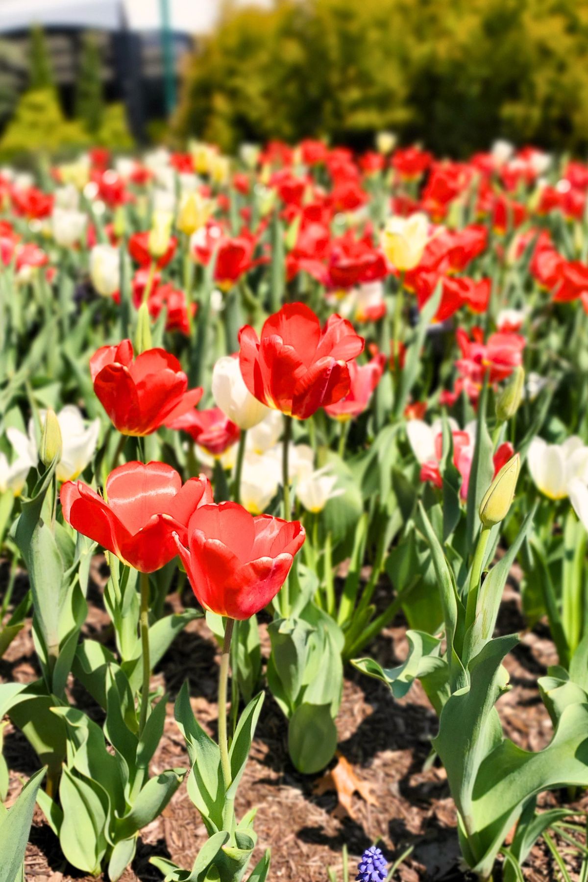 up close red and yellow tulips at Franklin Park Conservatory gardens