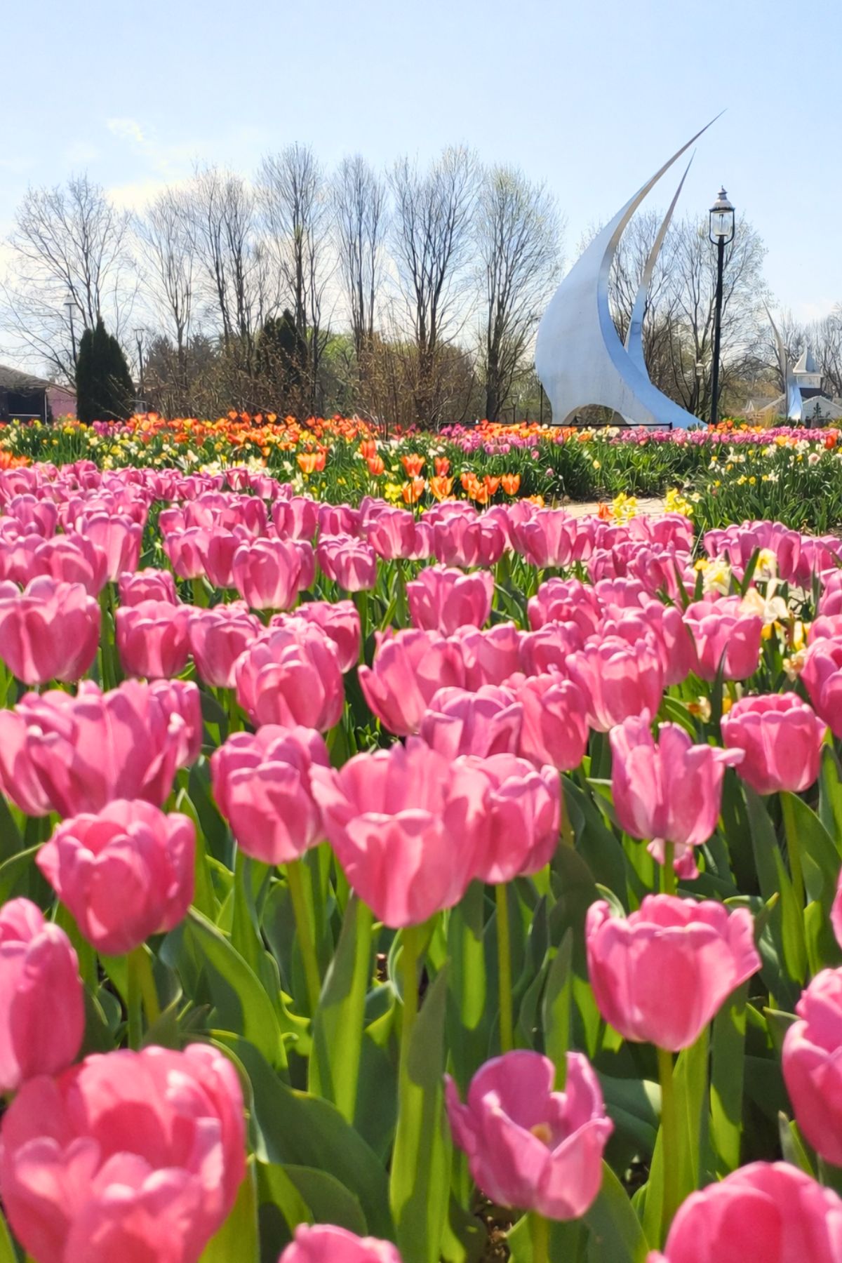 up close of pink tulips in outside garden at Franklin Park conservatory