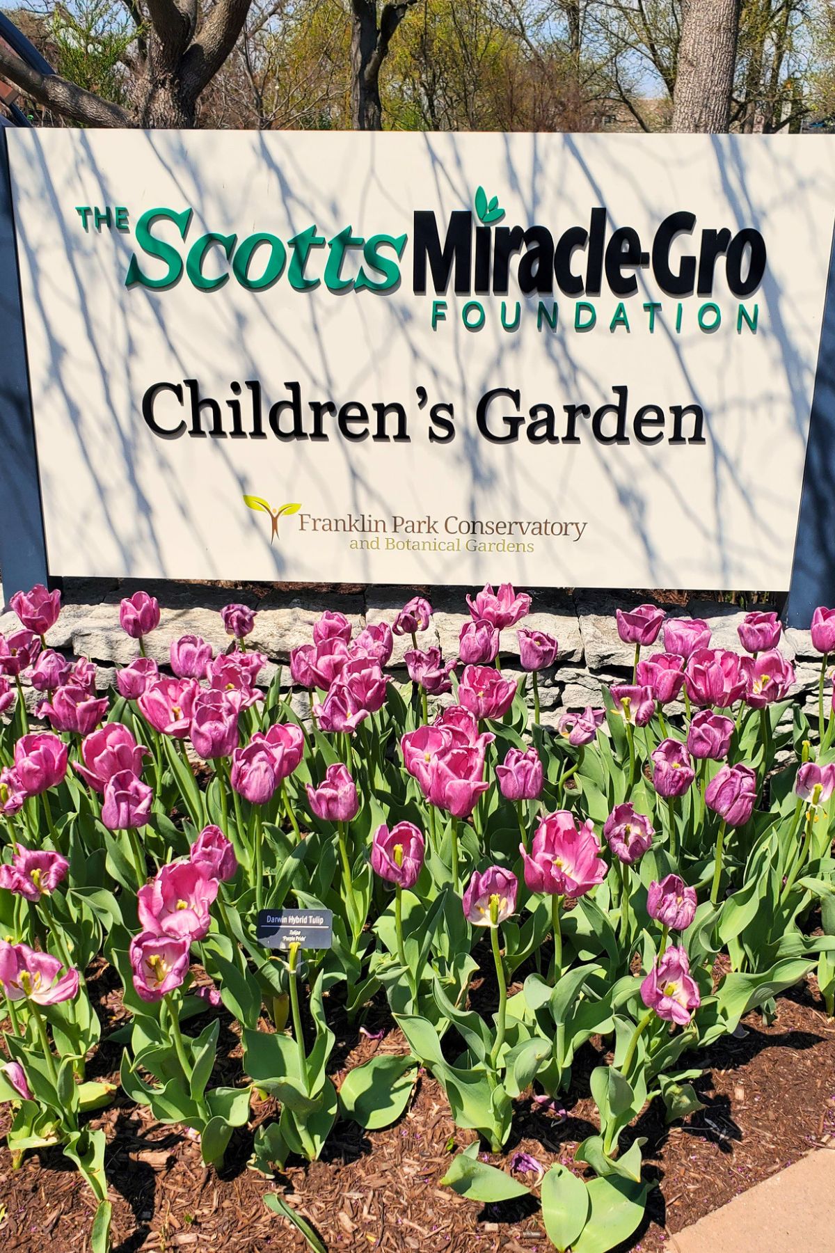 The Scotts Miracle-Gro Children's garden sign outside with purple tulips below it