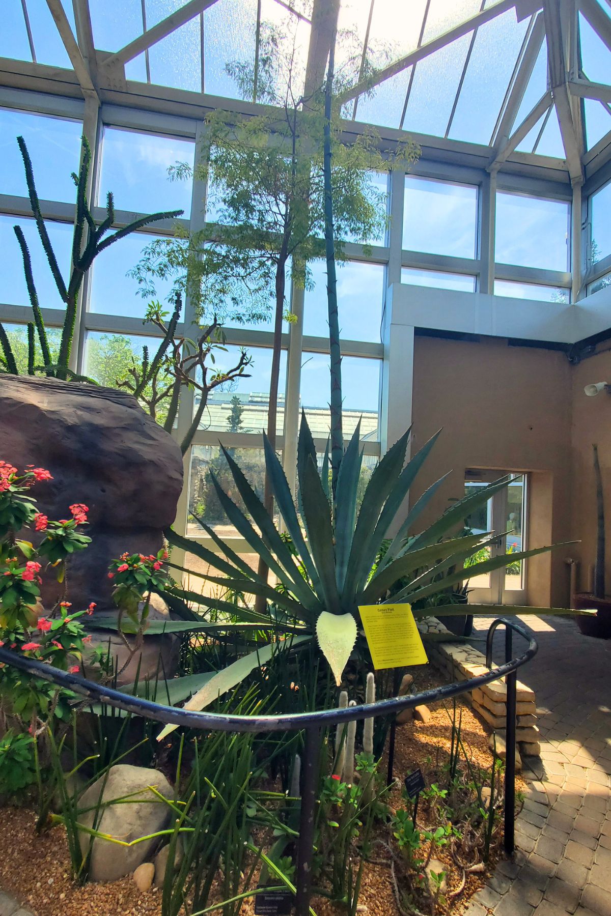 largest agave plant in desert biome