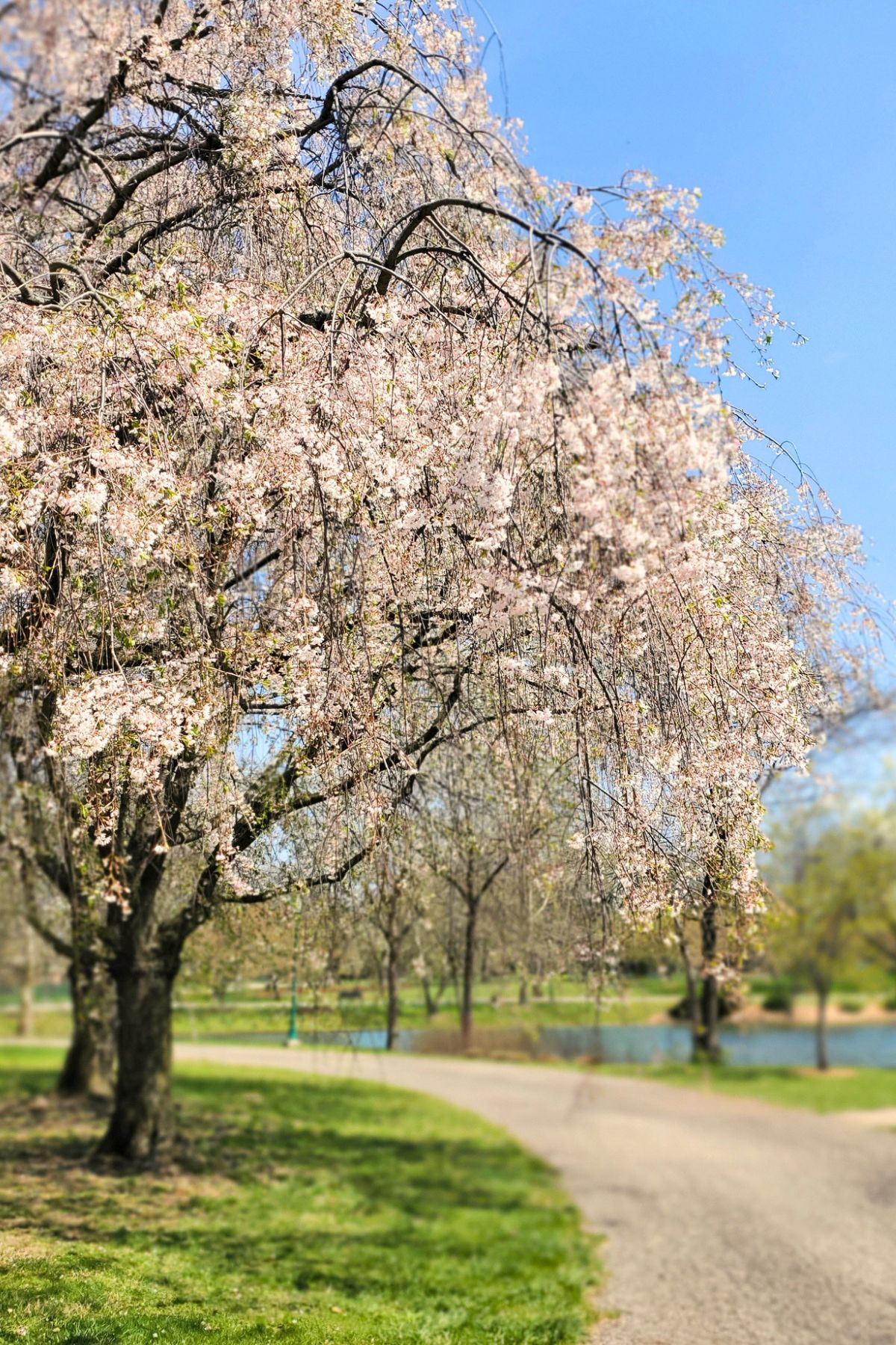 weeping willow tree with white flowers in bloom