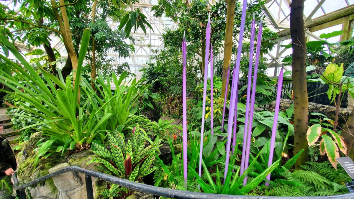 tropical plants in biome with purple glass tall stems coming up from ground
