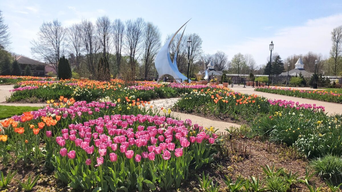 rows of pink, orange and yellow tulips outside of Franklin Park Conservatory gardens