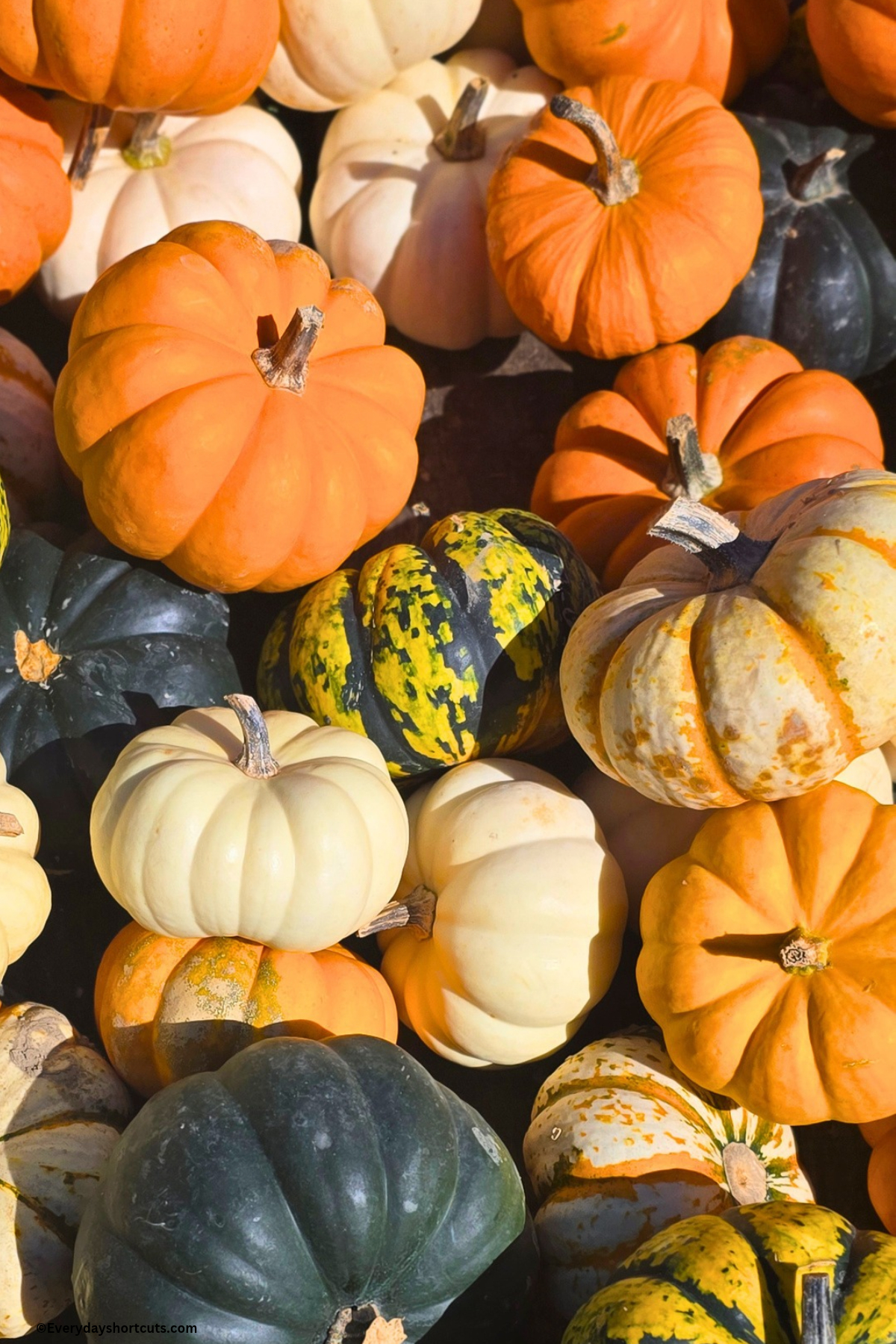 a pile of green, white and orange pumpkins