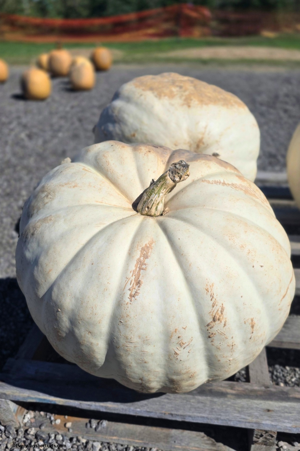 white pumpkin on a pallet